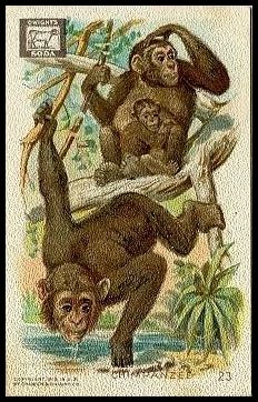 23 Chimpanzee